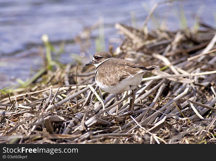 Killdeer blends in with background.