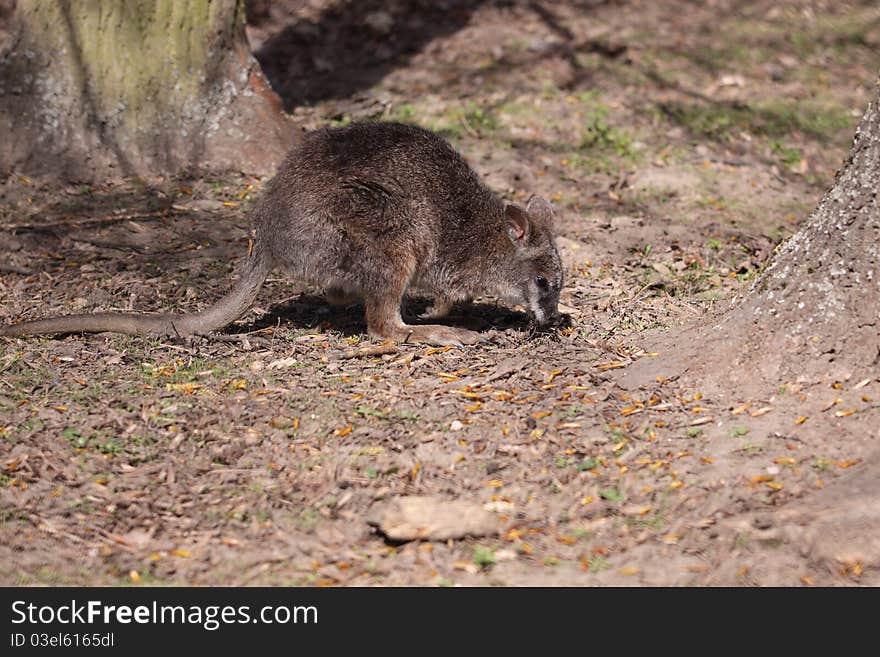 The red kangaroo sniffing the ground.