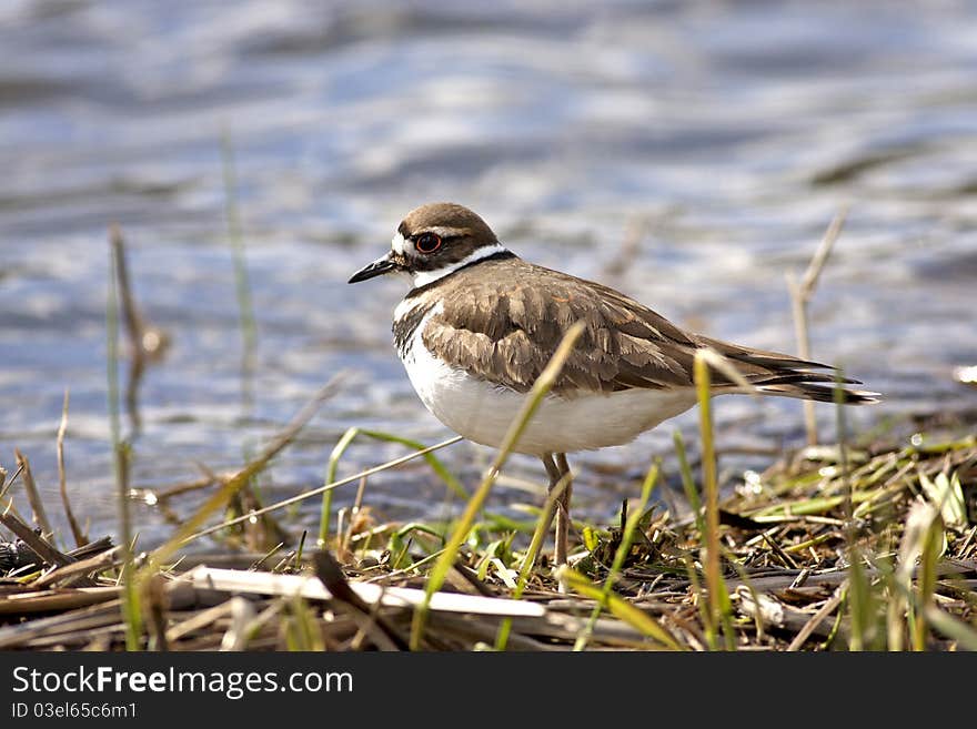 Small killdeer bird wandering by the shore line. Small killdeer bird wandering by the shore line.