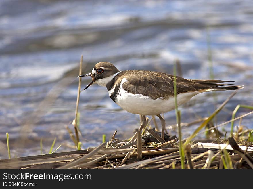 Killdeer by the water.