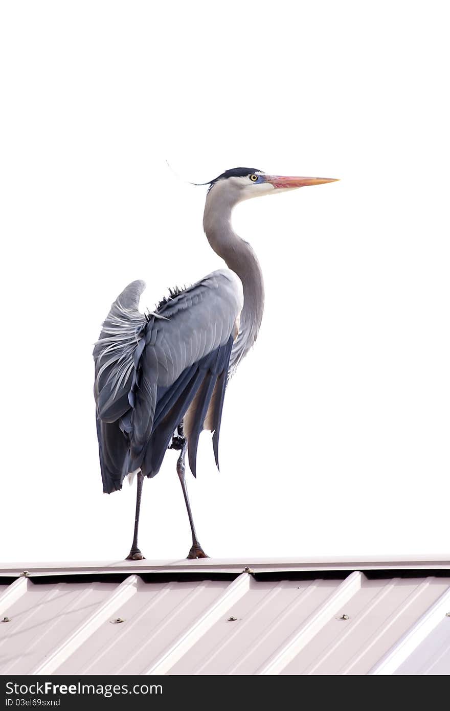 A great blue heron stands tall on top of a roof and flutters its wings. A great blue heron stands tall on top of a roof and flutters its wings.