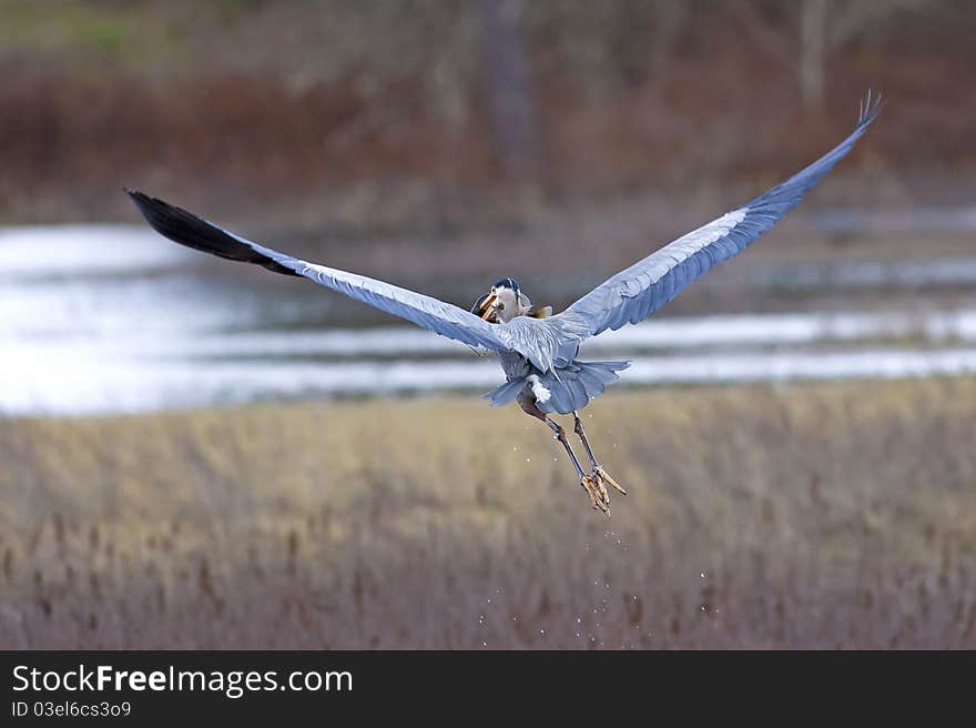 Heron flies with fish in beak.