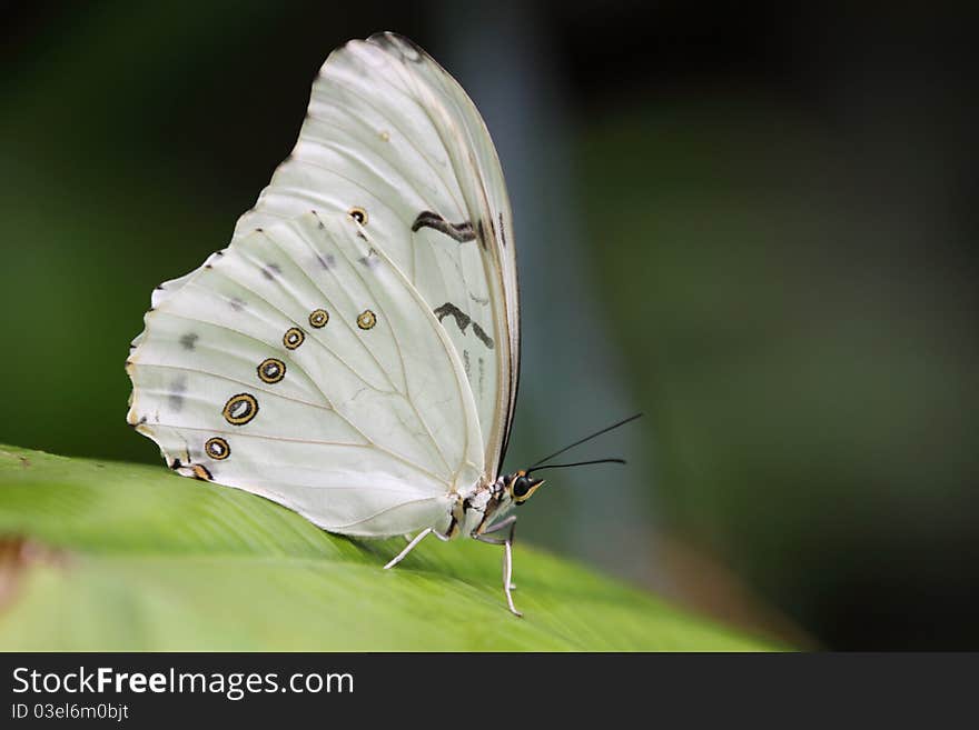 White Morpho Butterfly