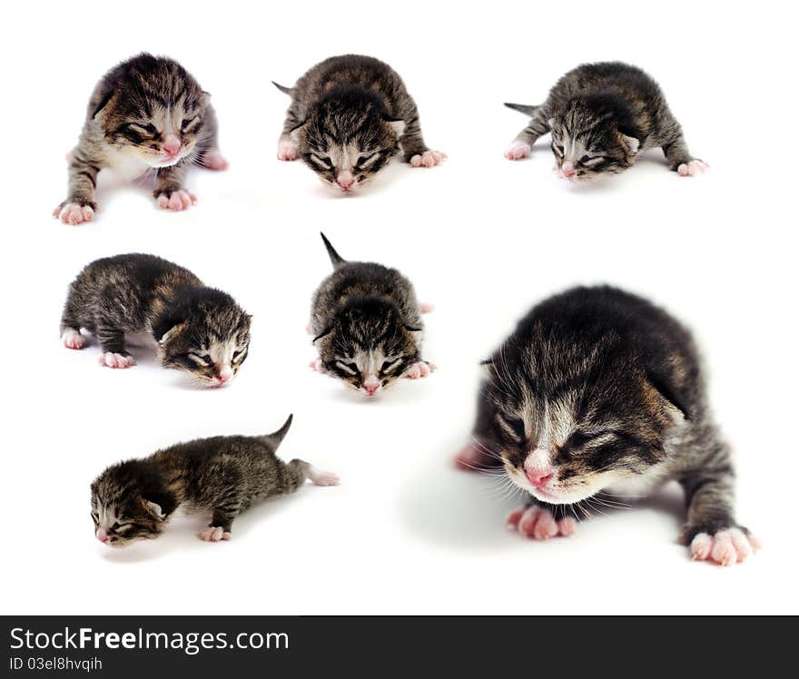 A set of images of blind kittens on white