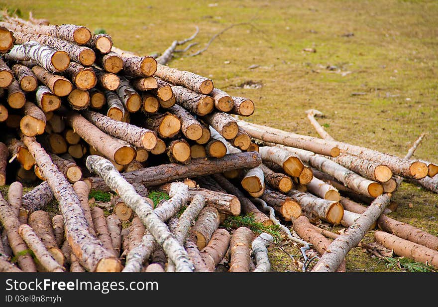 A pile of fresh logs. A pile of fresh logs