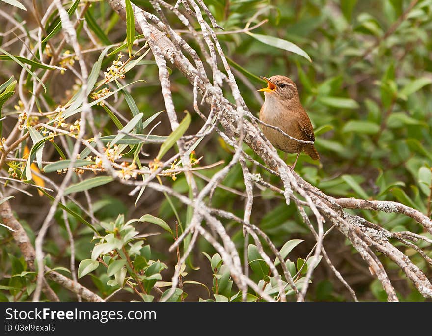 Wren, The Little King