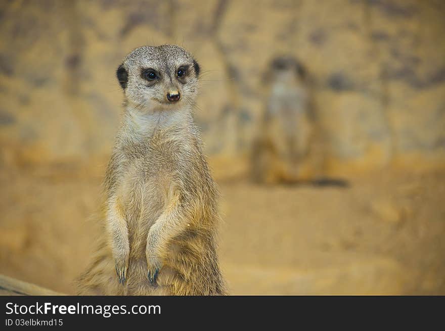 Nice suricate on wild nature