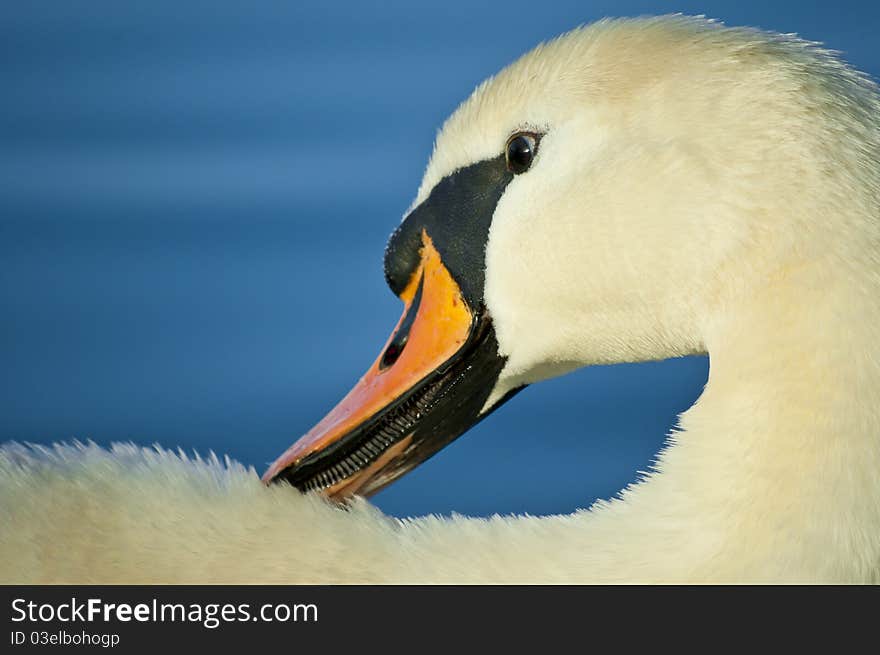 Nice face on white swan