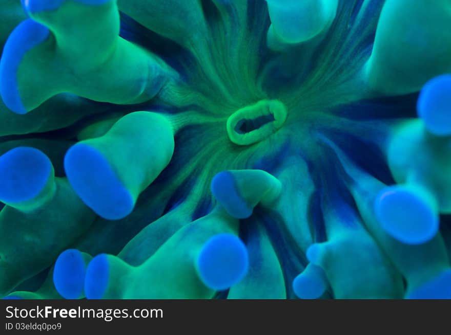 A macro of a branching hard coral. A macro of a branching hard coral