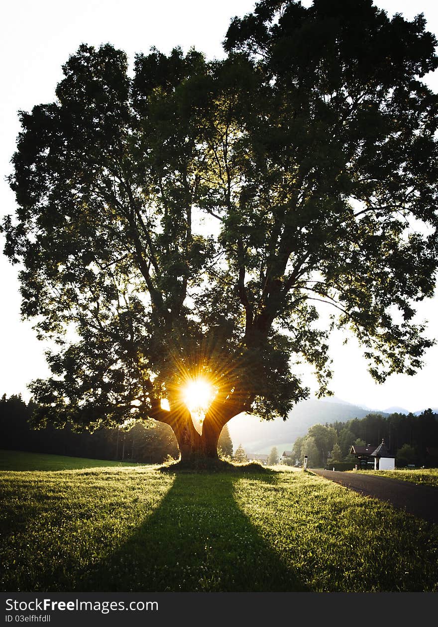 Sunset through a Tree