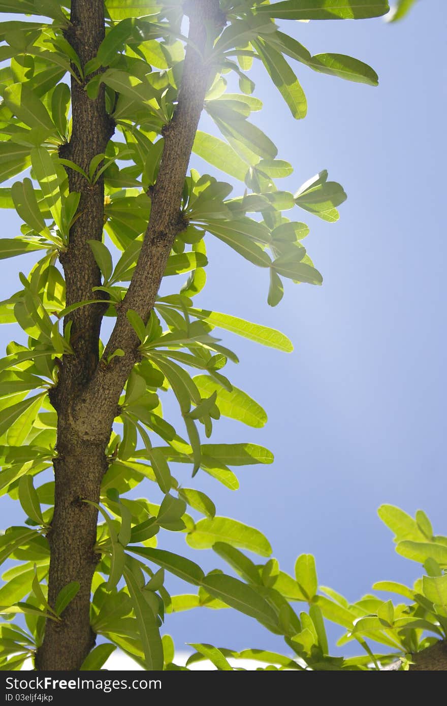 Branch with green tree on blue sky