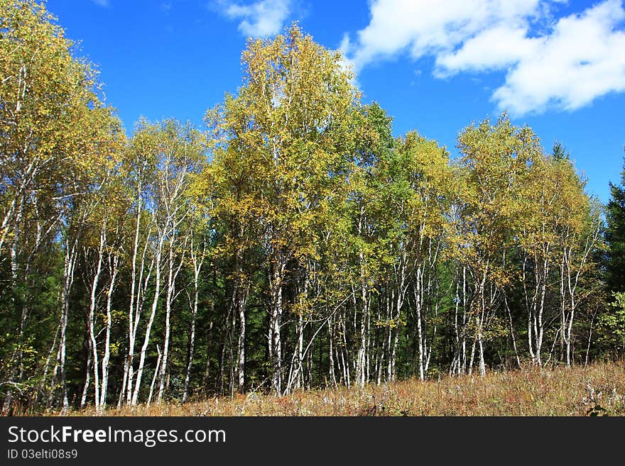 The silver birch at sunny. The silver birch at sunny