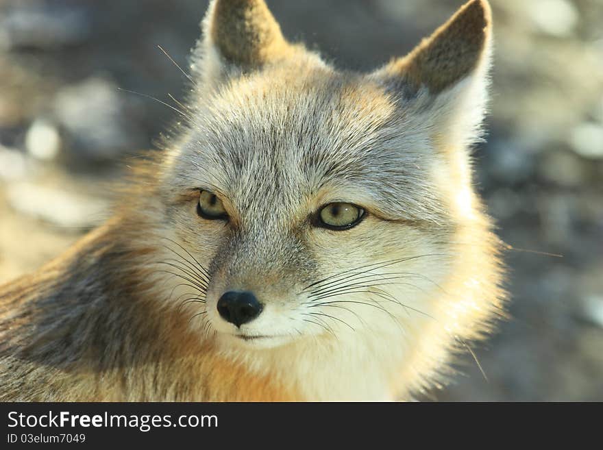 A white fox with big eyes.