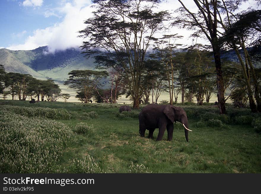 Adult elephant on the plain moving through the grass. Adult elephant on the plain moving through the grass.