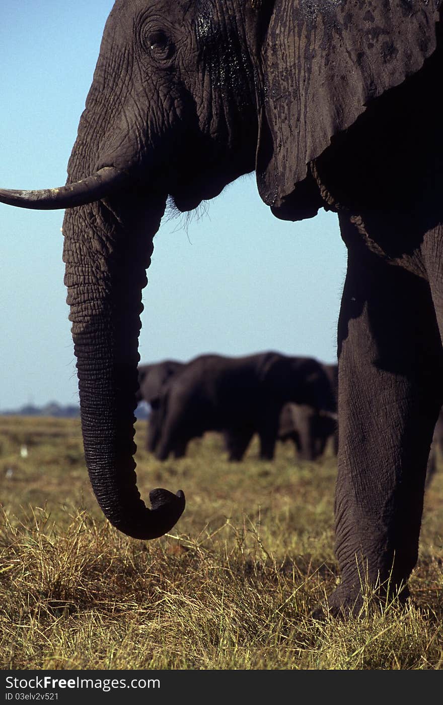 Elephants in the foreground and background viewed between trunk. Elephants in the foreground and background viewed between trunk.