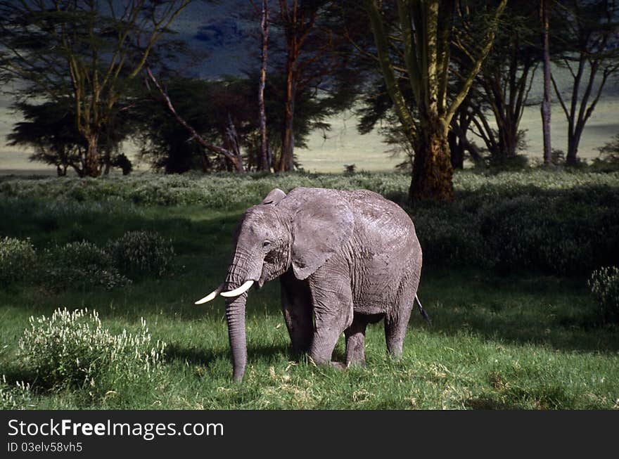 Adult elephant on the plain standing on the grass. Adult elephant on the plain standing on the grass.