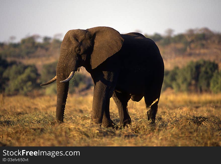 Adult elephant on the plain of brown grass. Adult elephant on the plain of brown grass.