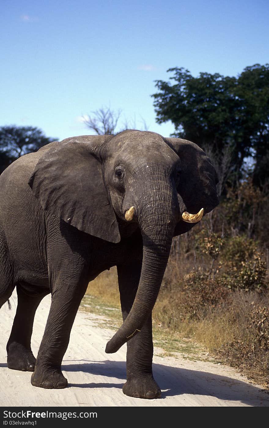 Elephant in frontal view in grass with trees. Elephant in frontal view in grass with trees.