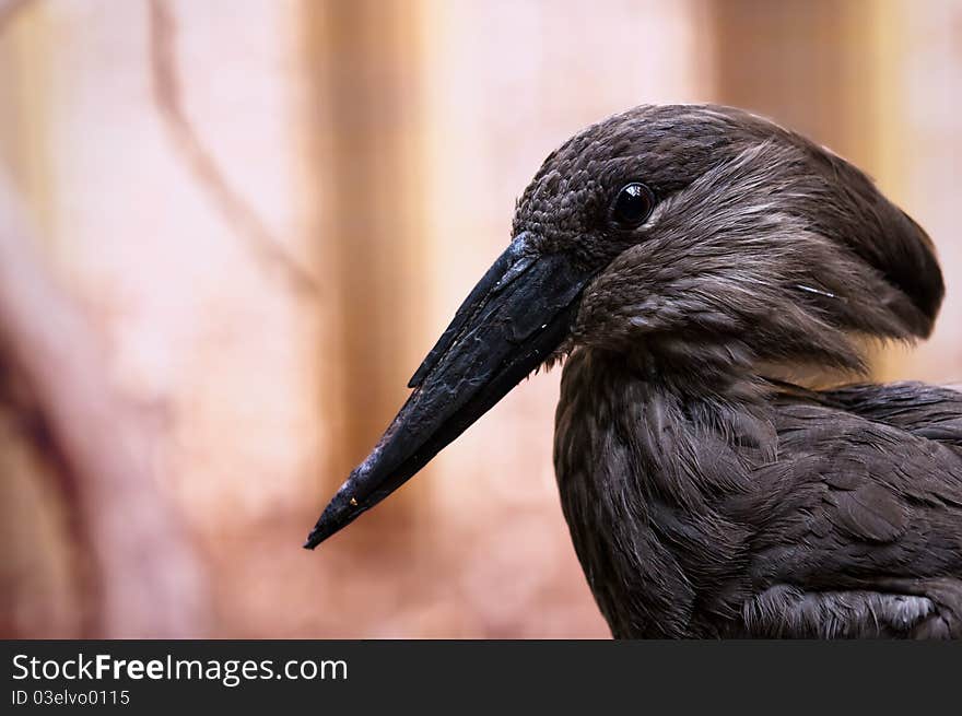 Close up of a Hammerkop