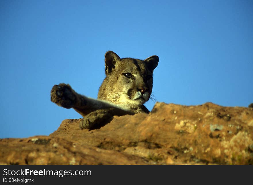 Adult Mountain Lion at rest perched atop a rock.