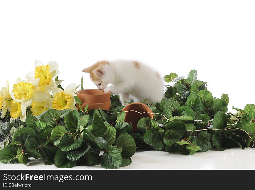 An adorable tan and white kitten checking out an empty flower pot among green foliage and daffodils. Isolated on white. An adorable tan and white kitten checking out an empty flower pot among green foliage and daffodils. Isolated on white.