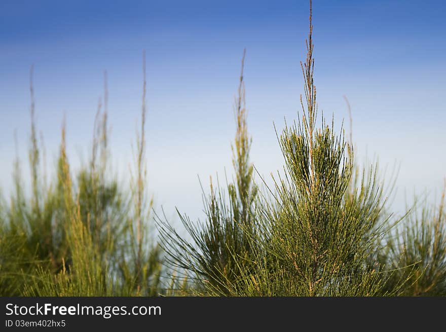 Close up of pine tree leaves and branches. Close up of pine tree leaves and branches