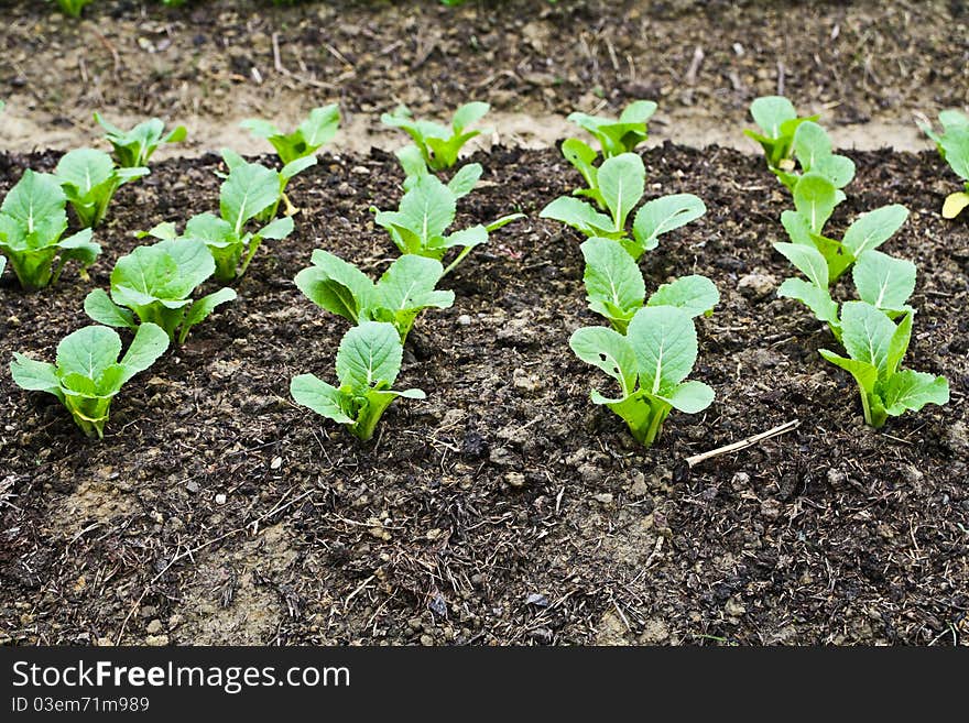 Green Leafy Vegetables