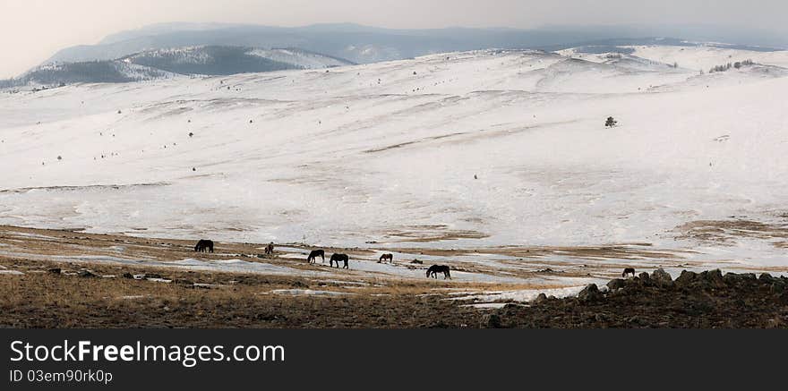 A herd of horses