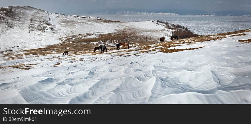 A herd of horses . Lake Baikal,Olkhon