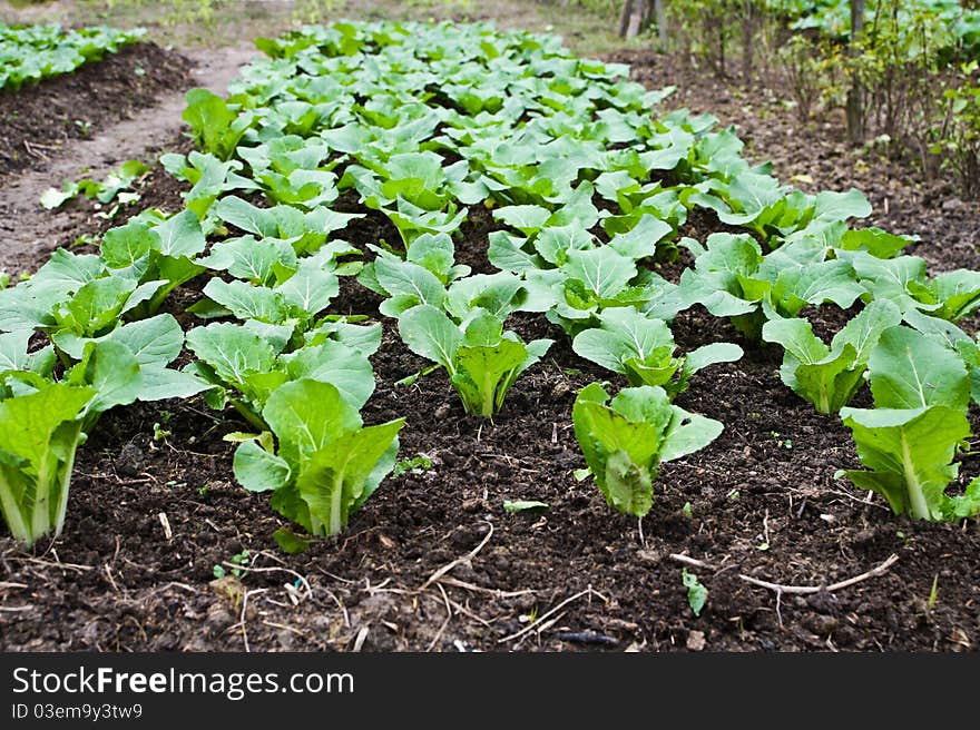 Green Leafy Vegetables