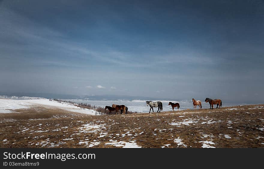 Wild horse . Lake Baikal,Olkhon