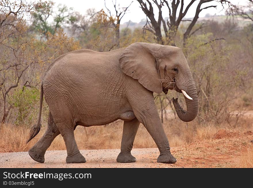 African elephant in Kruger National Park, South Africa