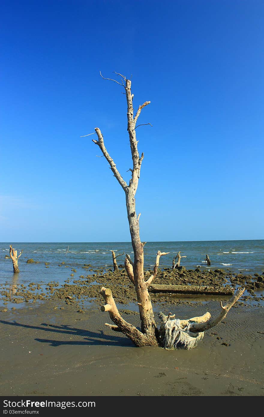 Dry out mangrove on beach