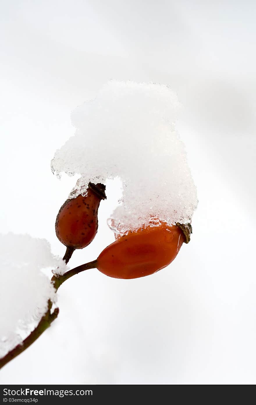 Fruits of Rosa canina in winter are covered by snow. Fruits of Rosa canina in winter are covered by snow.