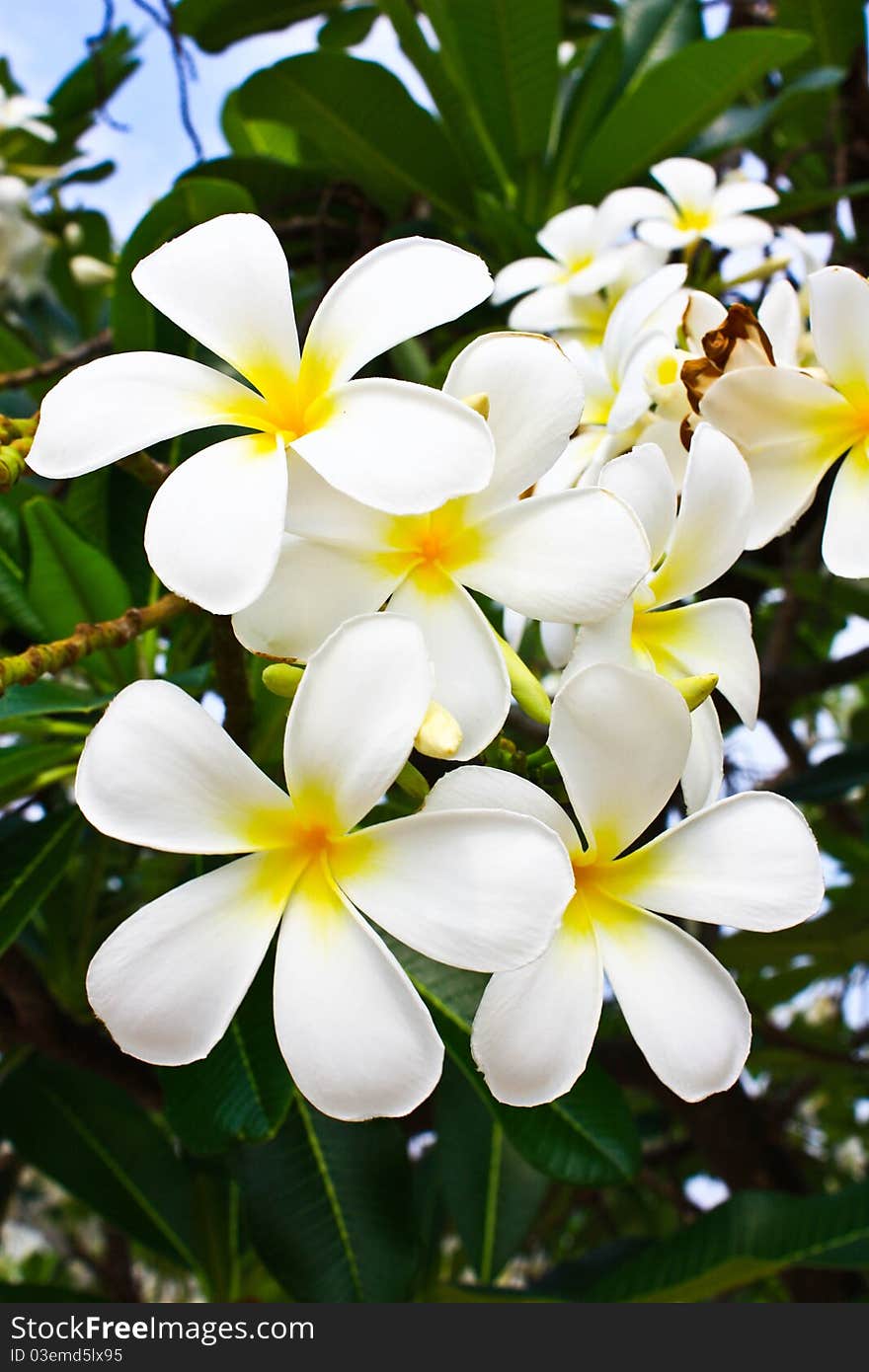 Frangipani