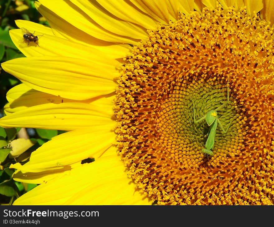 Locusts and flies to be what is on the sunflower. Locusts and flies to be what is on the sunflower.