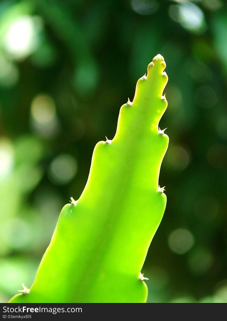 Amount of light and Top Dragon Fruit