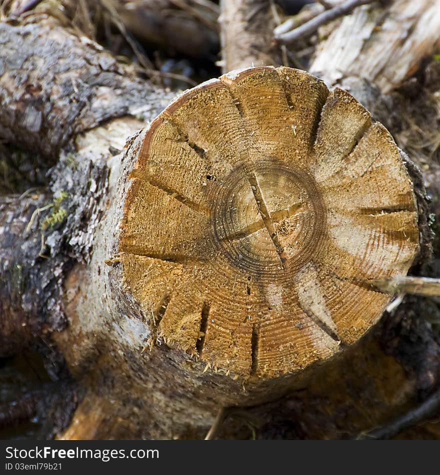 In the frame of a large tree stump - you can see a lot of rings. In the frame of a large tree stump - you can see a lot of rings