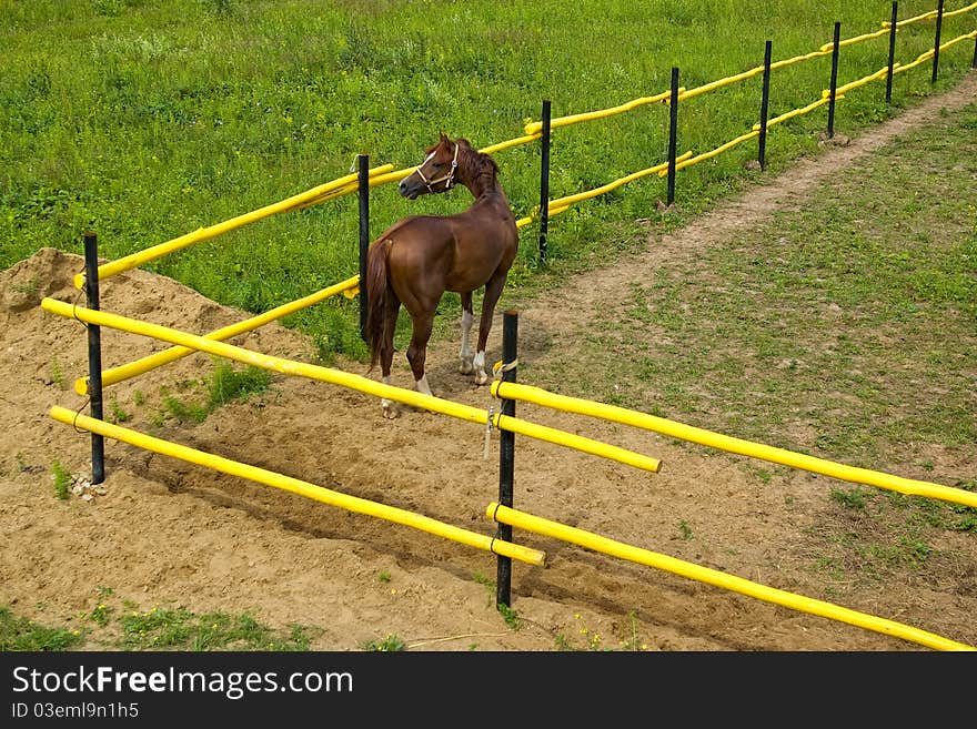 Top view: a bay horse standing behind the fence and stares into the field, where the freedom of. Top view: a bay horse standing behind the fence and stares into the field, where the freedom of