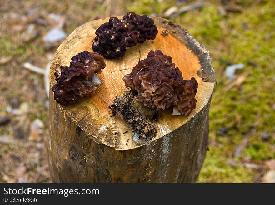 Morels