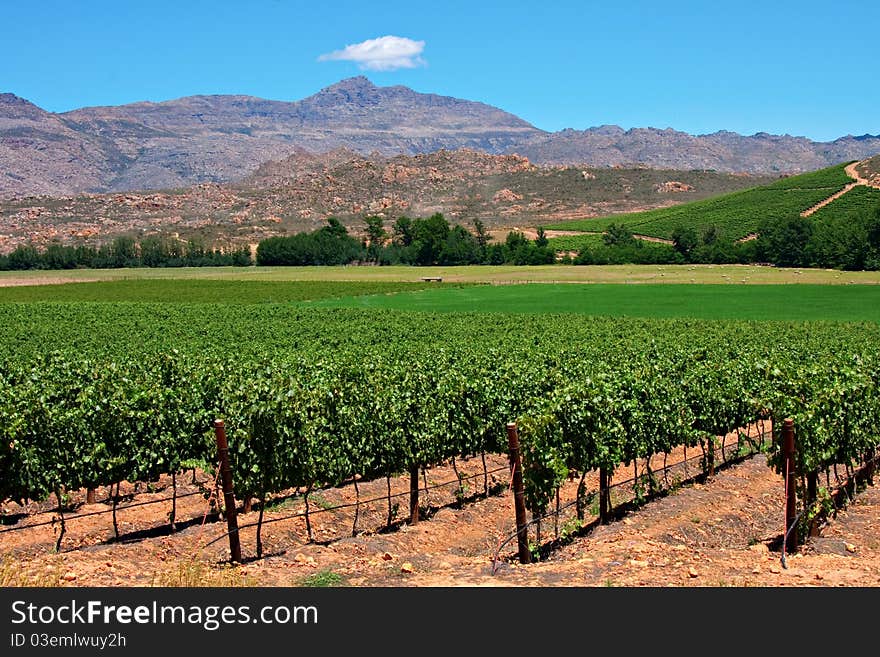 Vineyards in the cederberg mountains of south africa grown to make wine