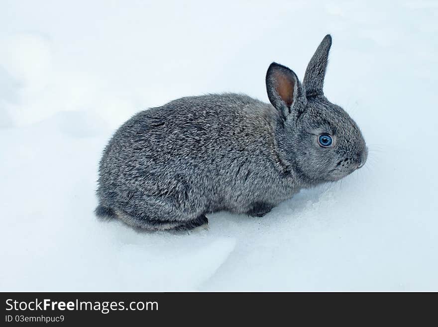 Rabbit on a snow