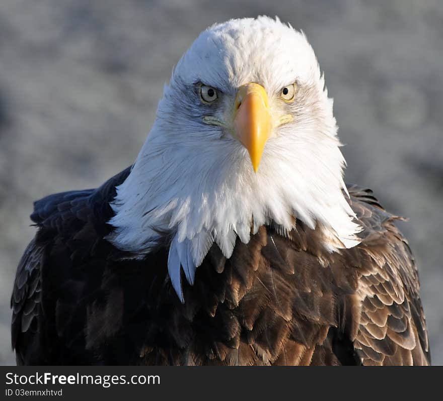 Bald Eagle