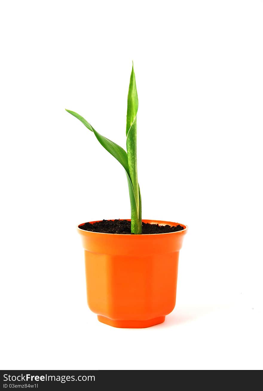 Young green plant in orange pot on white background