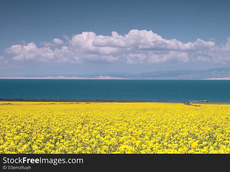 Flower field ghai lake in summer time. Flower field ghai lake in summer time