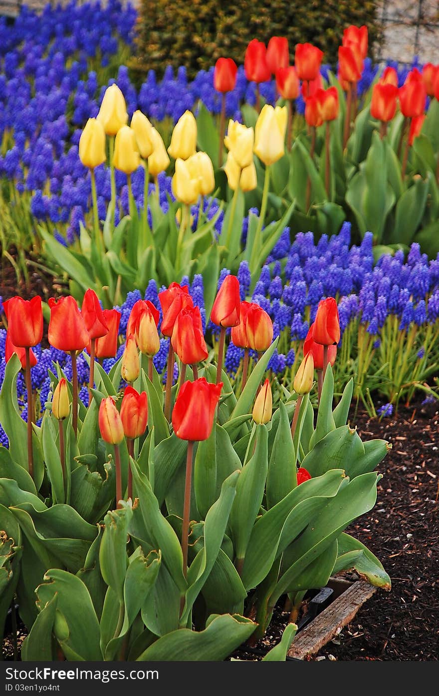 Colorful tulip garden in early spring