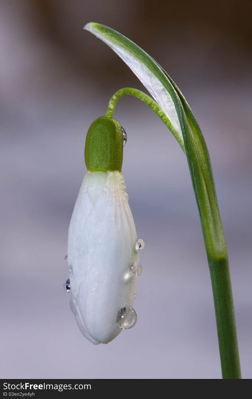 Spring flower growing in the melting snow. Spring flower growing in the melting snow.