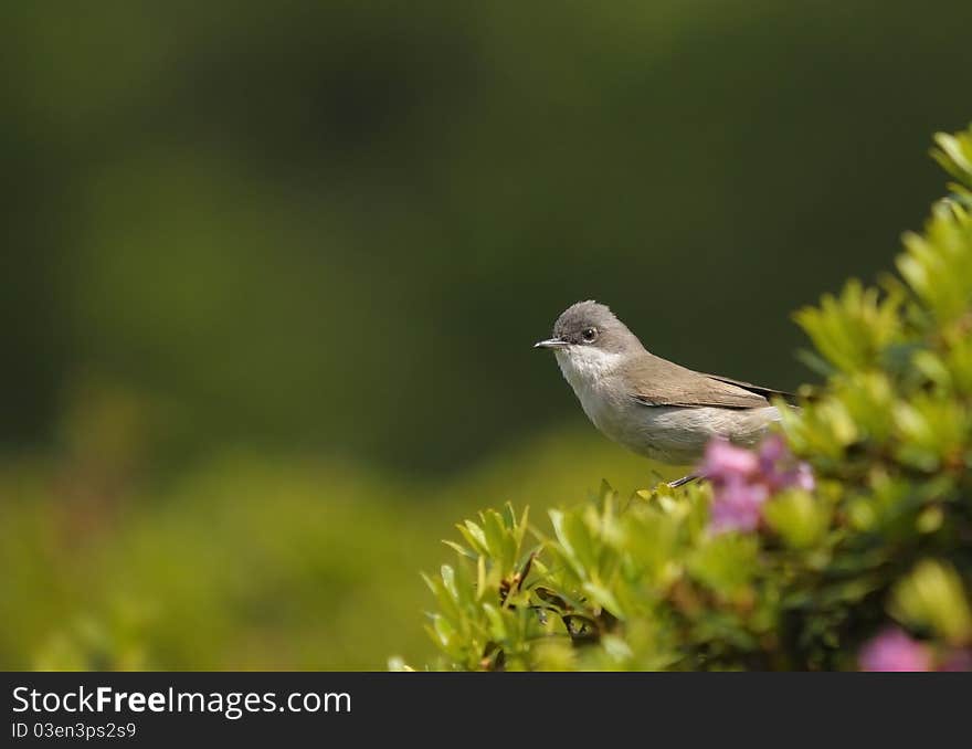 A lesser whitethroat on a bush. A lesser whitethroat on a bush