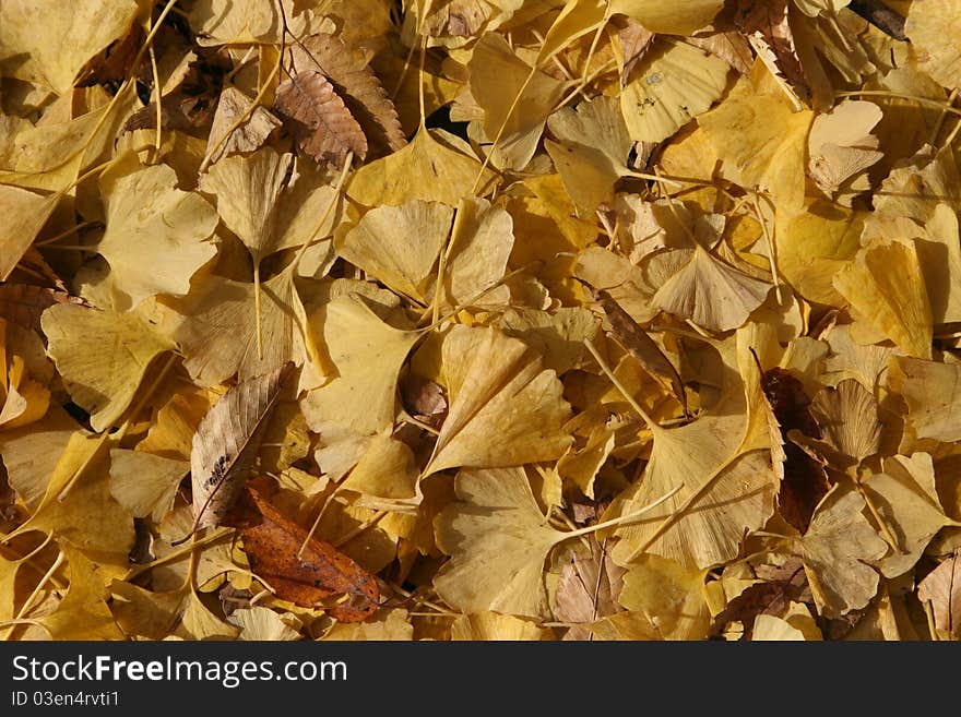 Bright yellow ginkgo tree leaves on ground in autumn