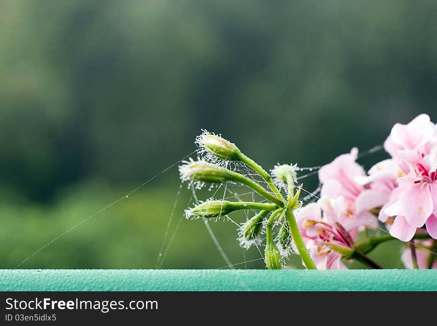 Pink Pelargonium